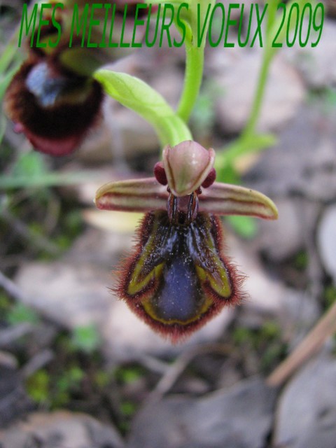 il meglio fiore 2008